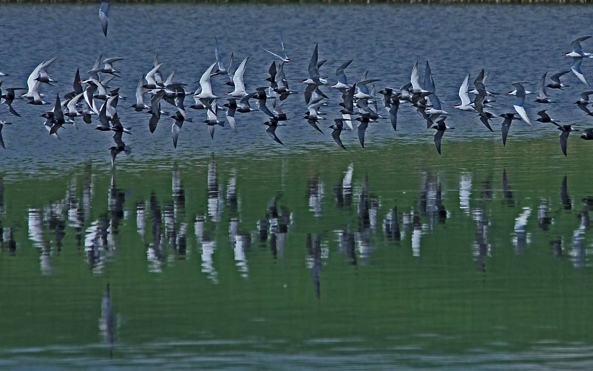 header_trauerseeschwalben-und-lachmoewen-im-flug_michael-tetzlaff