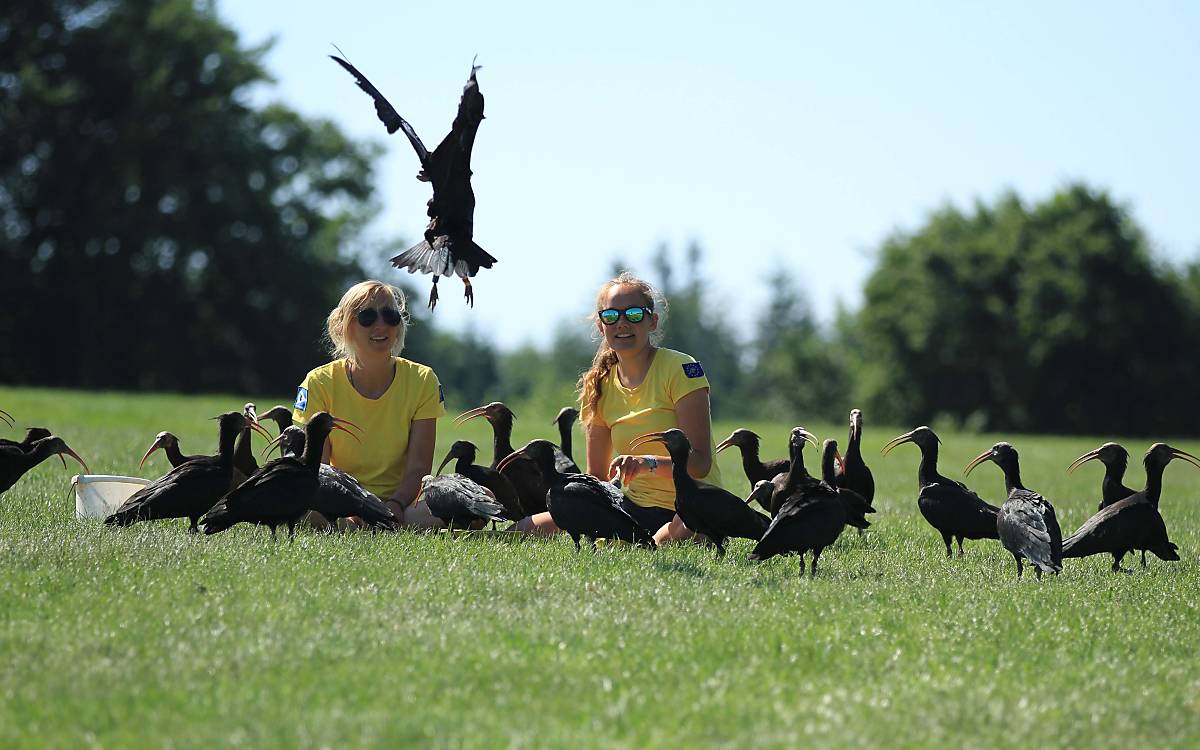 Foto: Waldrappteam Conservation & Research/Schönbrunner Tiergarten