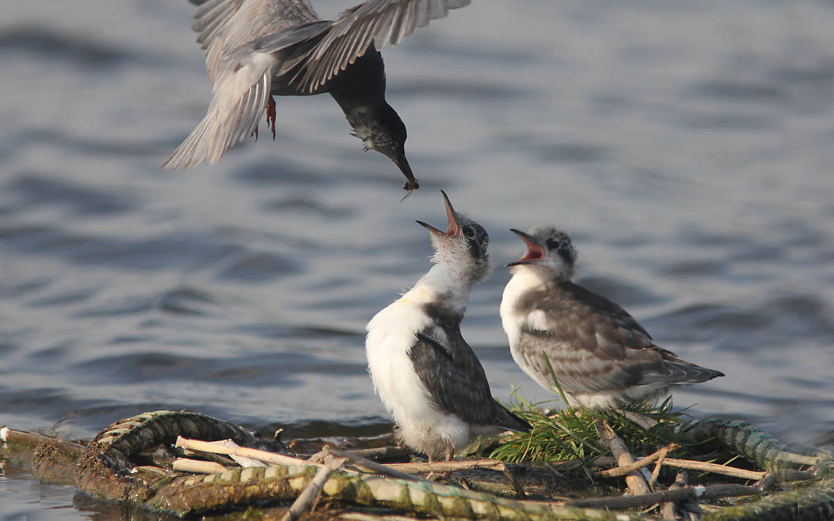 Trauerseeschwalbe füttert fast flügge Jungvögel - Foto: Michael Tetzlaff