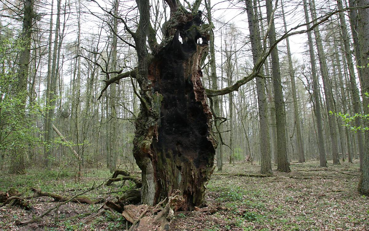 Totholz und alte Bäume, hier in Rechlin, sind für Fledermäuse wichtig (Foto: Deutsche Wildtier Stiftung)