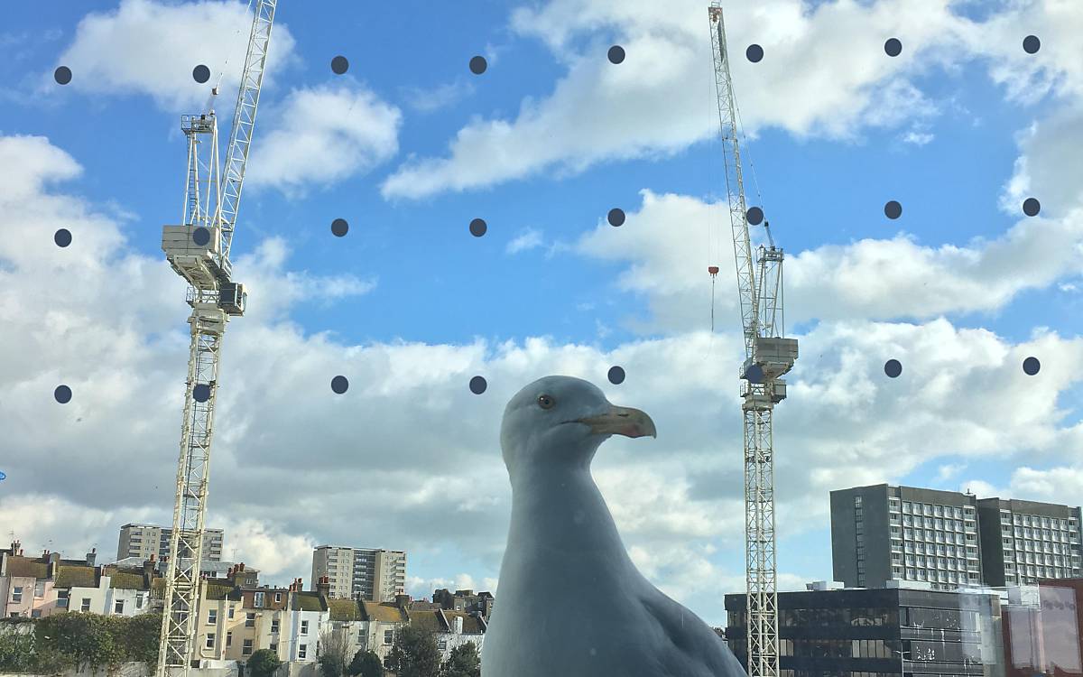 Möwe sitzt vor einer Glassscheibe.