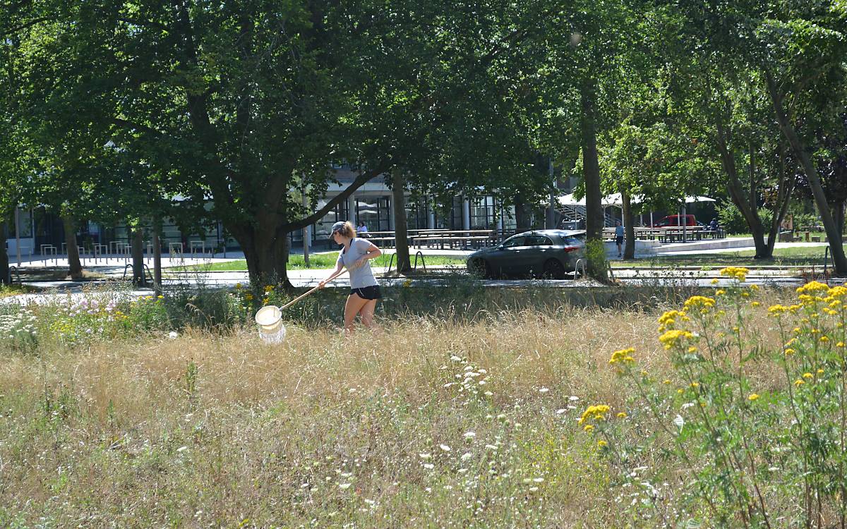 Anja Proske (Deutsche Wildtier Stiftung) bei Kartierungsarbeiten auf einer der Campus-Versuchsflächen in Berlin-Dahlem. Foto: Privat