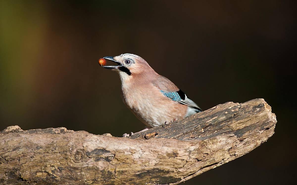 Eichelhäher (Garrulus glandarius), ausgewachsener Vogel mit Eichel im Schnabel, sitzt auf Ast in einem Eichenwald, Norfolk, England, Großbritannien, Europa - Bild-ID: 2157345
© imageBROKER.com / Mike Powles/FLPA