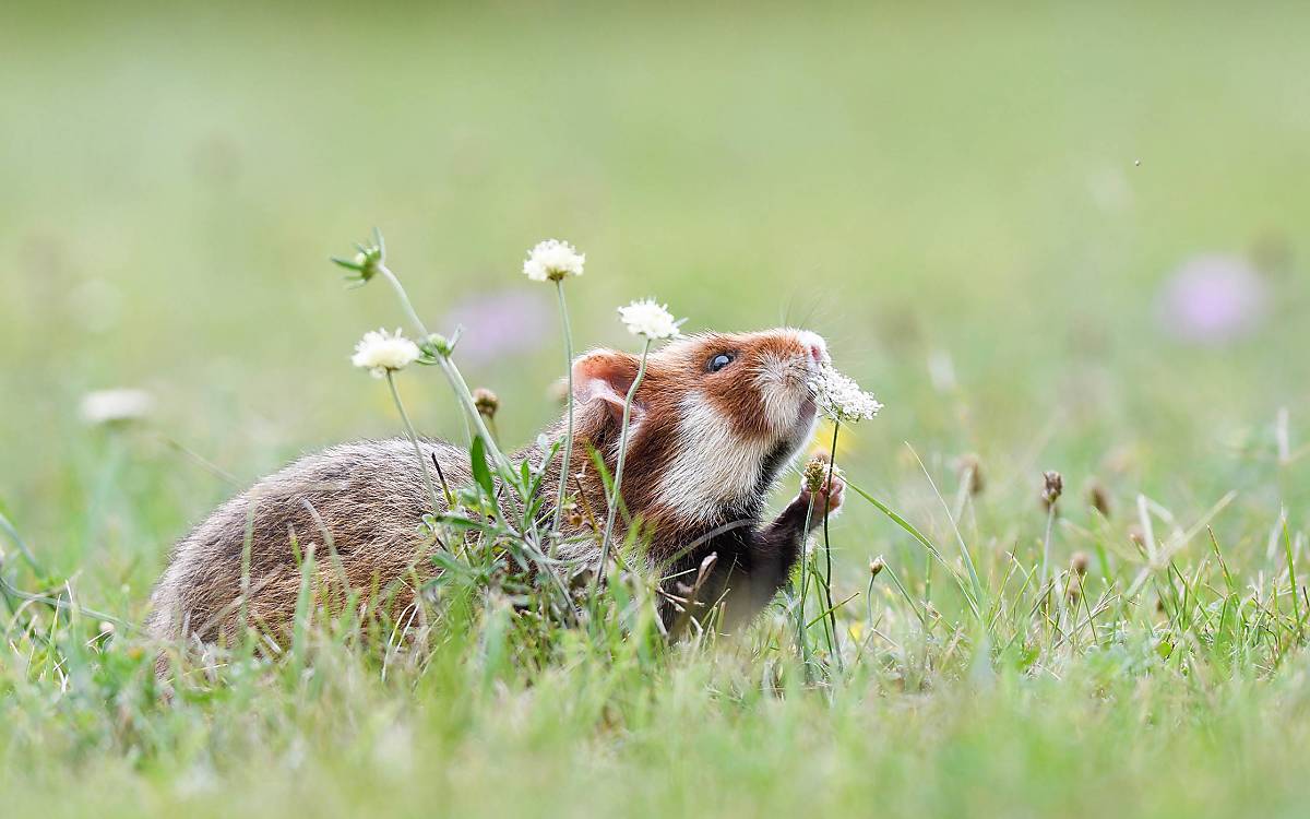 Feldhamster (Cricetus cricetus) schnuppert an einer Pflanze Foto: imageBROKER / Michaela Walch