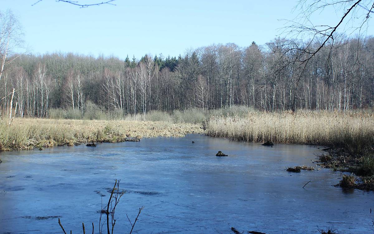header_waldmoor_michael-tetzlaff
