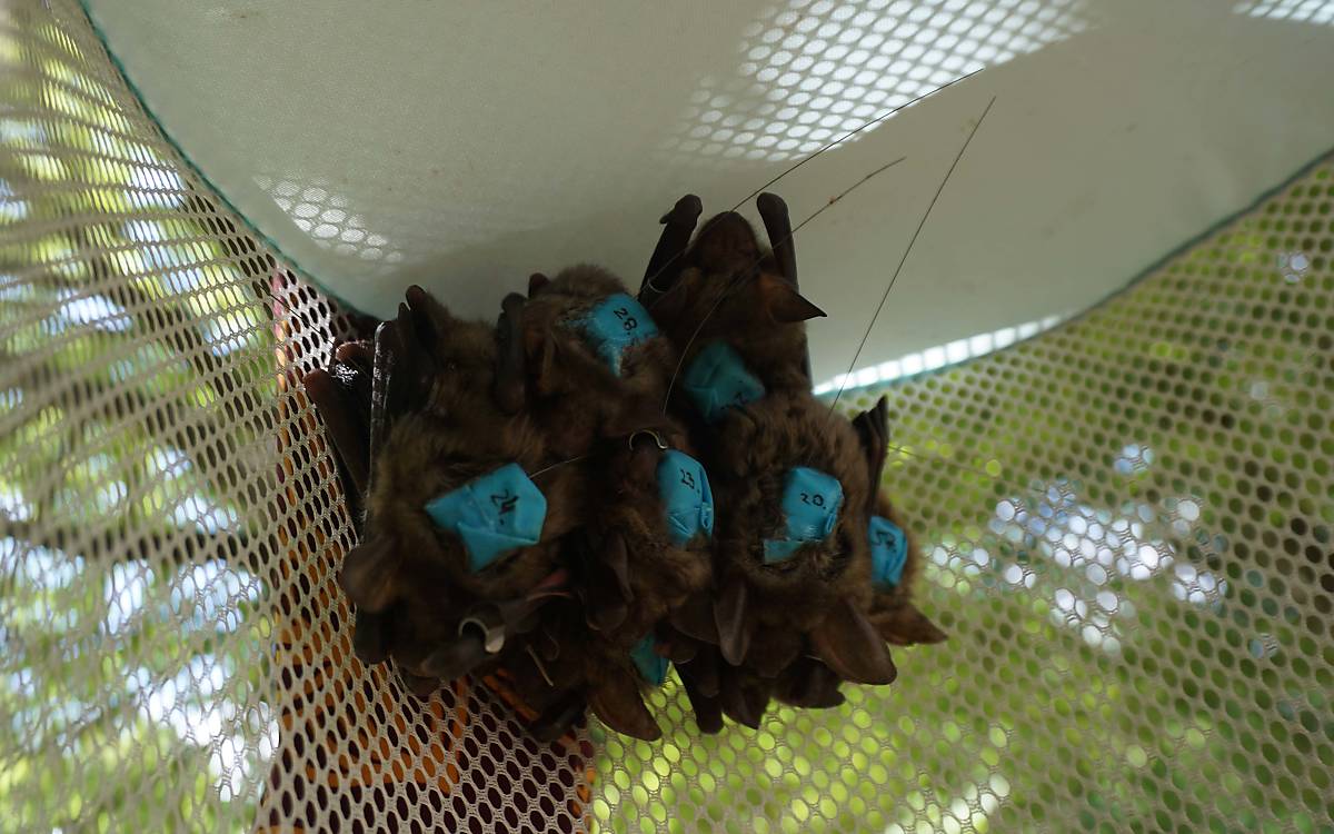 Große Mausohren (Myotis myotis) mit Näherungssensoren Foto: Dr. Simon Ripperger