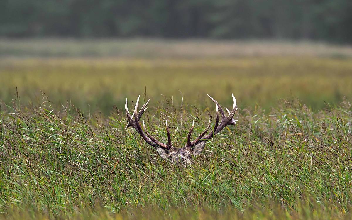 Rothirsch (Cervus elaphus), versteckt im Schilfgras Foto: imageBROKER.com / alimdi / Arterra