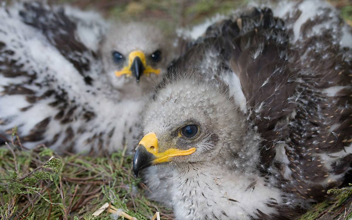 teaser_nestlinge_schreiadler_jan-bleil