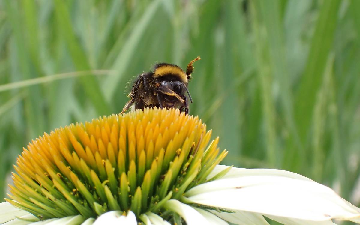bombus-terrestris-2207-beelitz-fh-25
