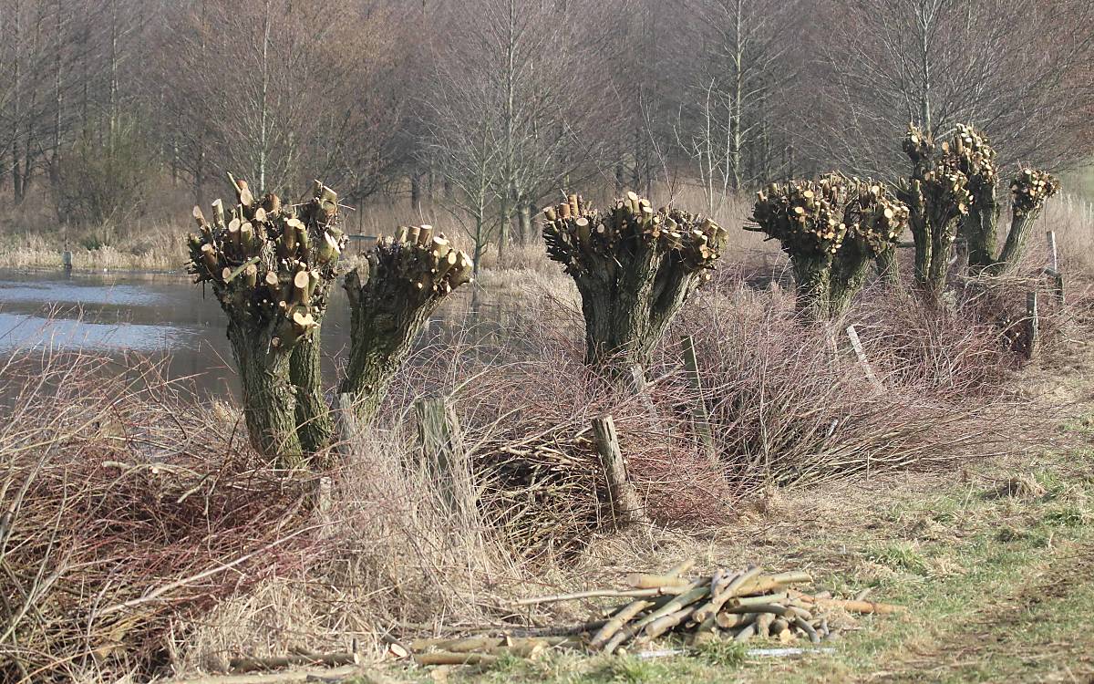 Junge Kopfweiden nach dem Schnitt. Der Gehölzschnitt wird als Benjeshecke aufgeschichtet. Foto: Michael Tetzlaff