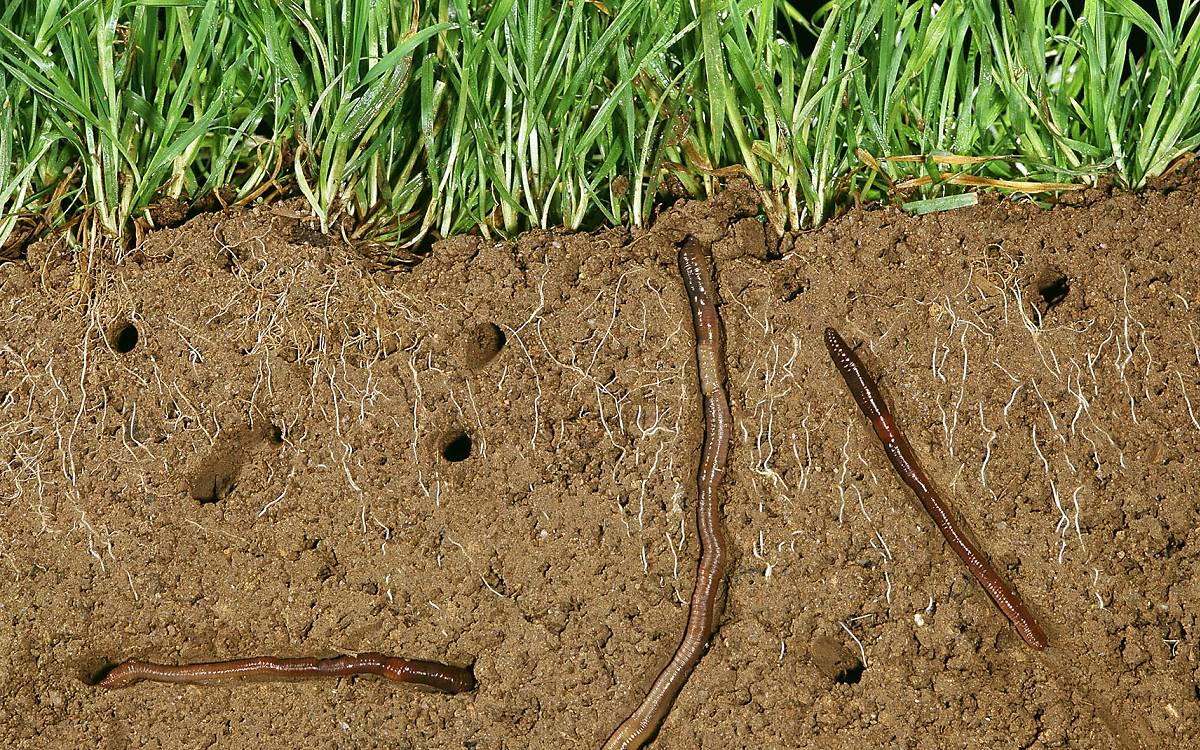 Deutsche Wildtier Stiftung In Mainächten paaren sich die Regenwürmer