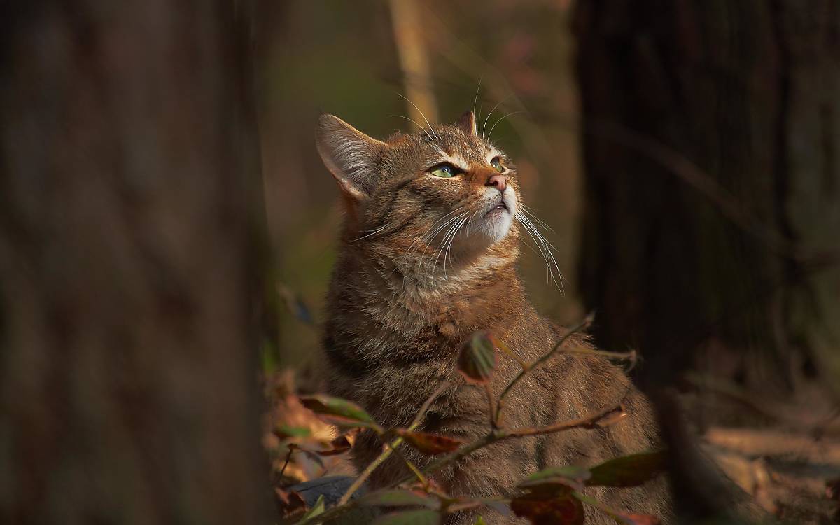 Europäische Wildkatze Foto: R. Ziemens