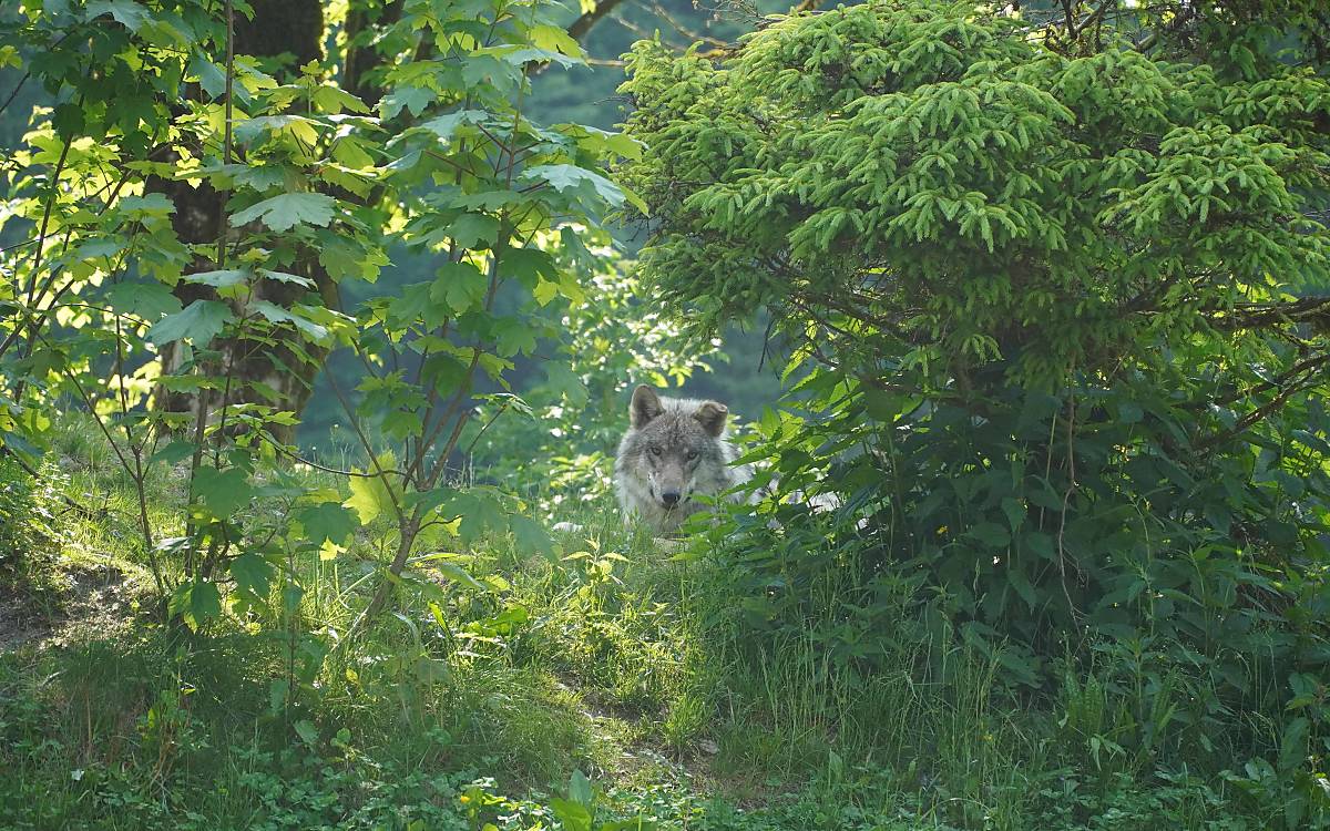 Wolf - Foto: Robert Krickl