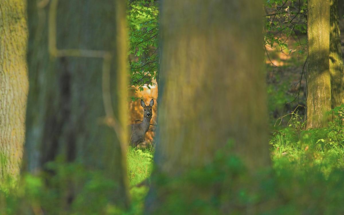 Rehwild - Foto: R. Ziemens