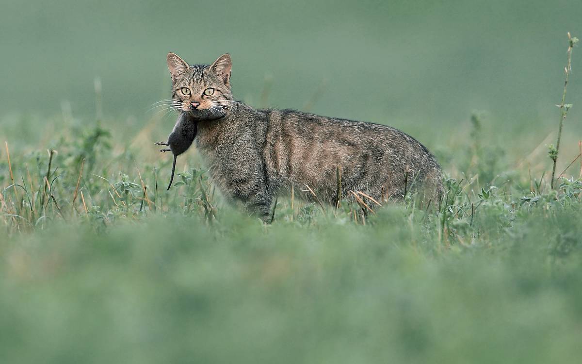 Kleinsäuger sind die wichtigste Nahrungsquelle für die Wildkatze.