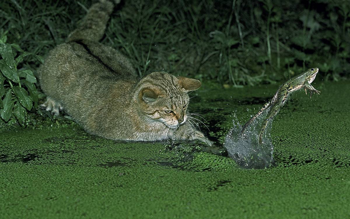 Wildkatzen jagen Frösche am Ufer flacher Gewässer.