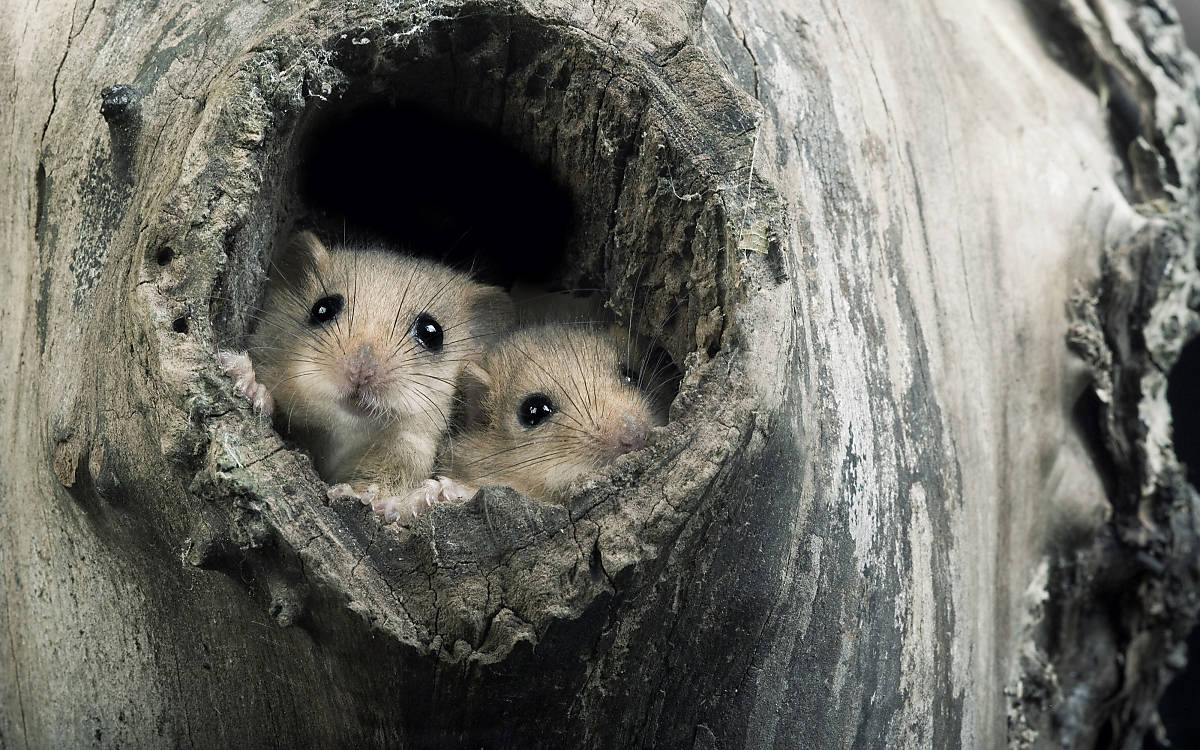 Haselmäuse schauen aus Baumhöhle