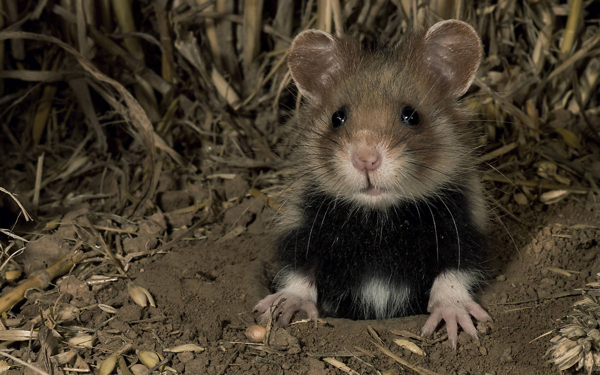 Feldhamster im Kornfeld
Foto: Deutsche Wildtier Stiftung / P.Wernicke