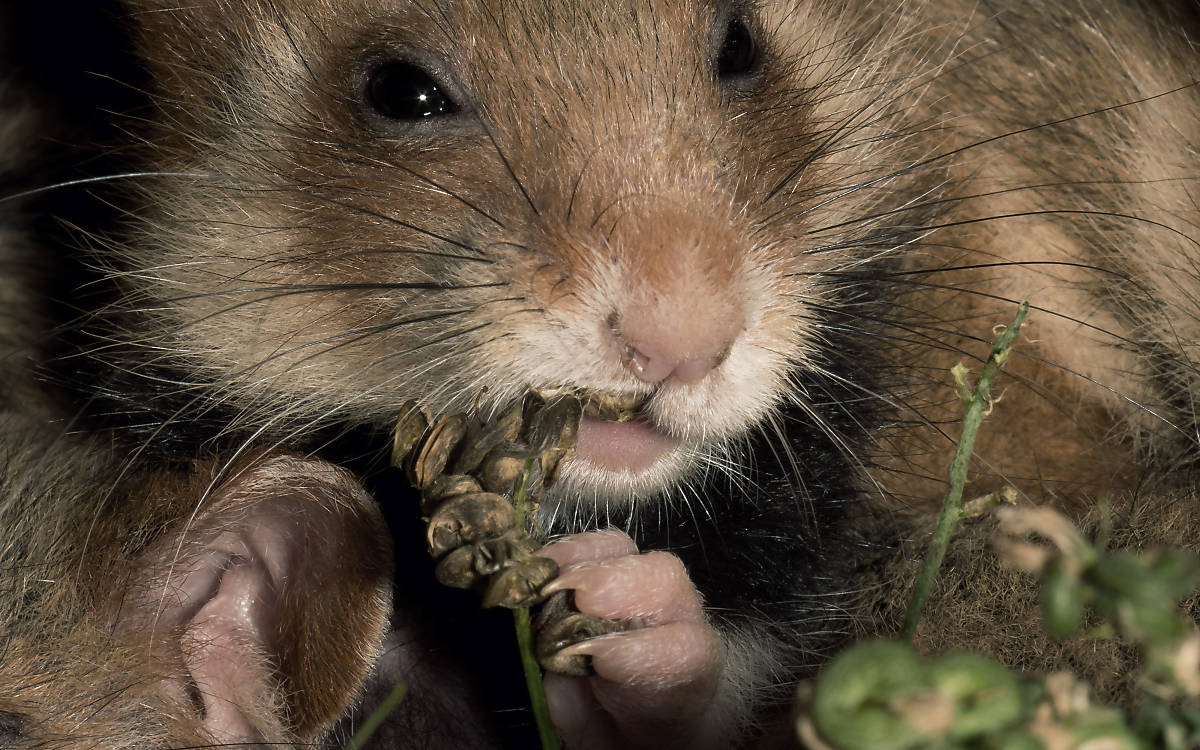 Feldhamser beim Fressen
Foto: Deutsche Wildtier Stiftung / P.Wernicke