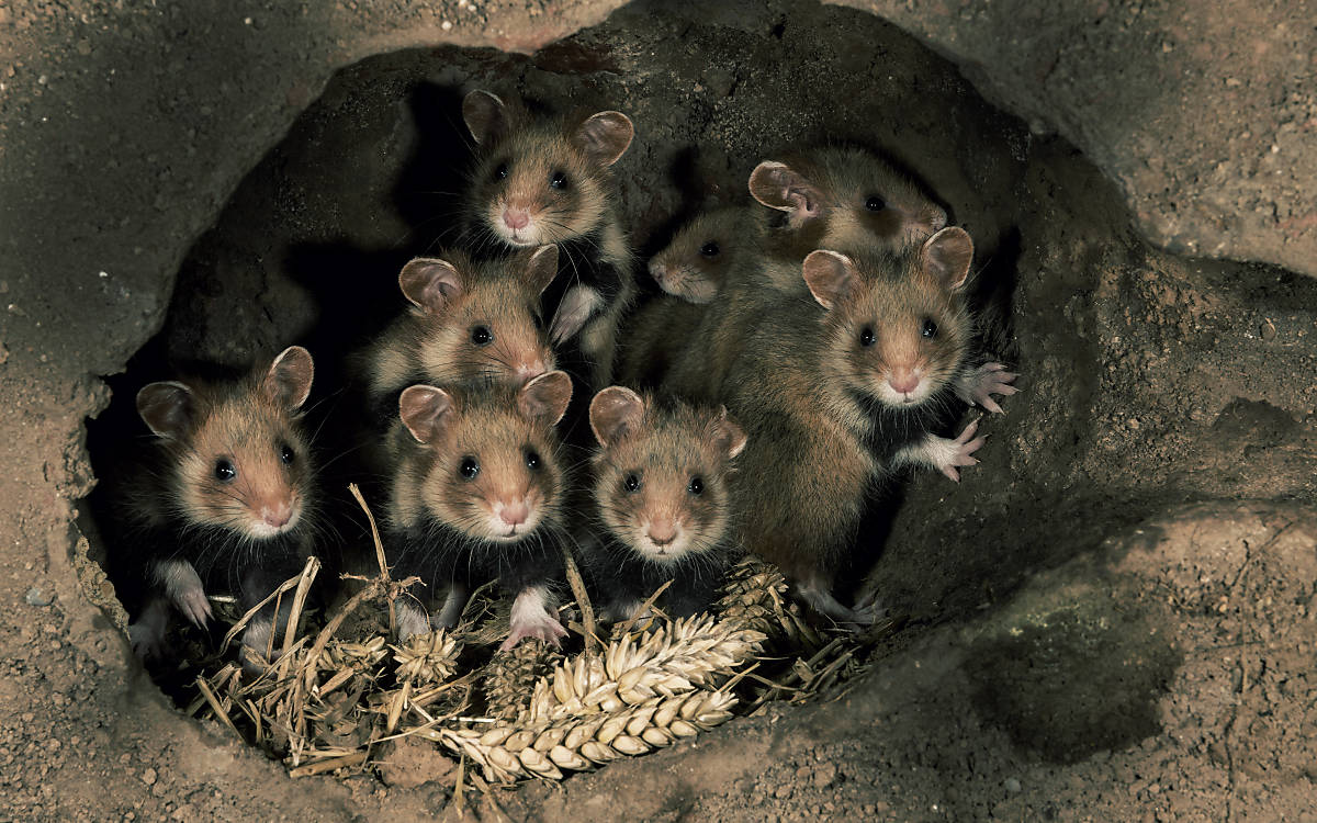 Feldhamsterwurf im Bau
Fotoquelle: Deutsche Wildtier Stiftung / P.Wernicke