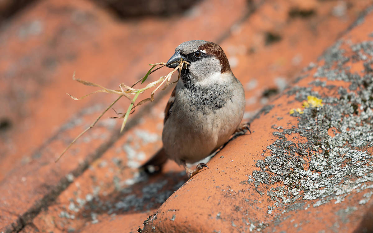 Spatz
