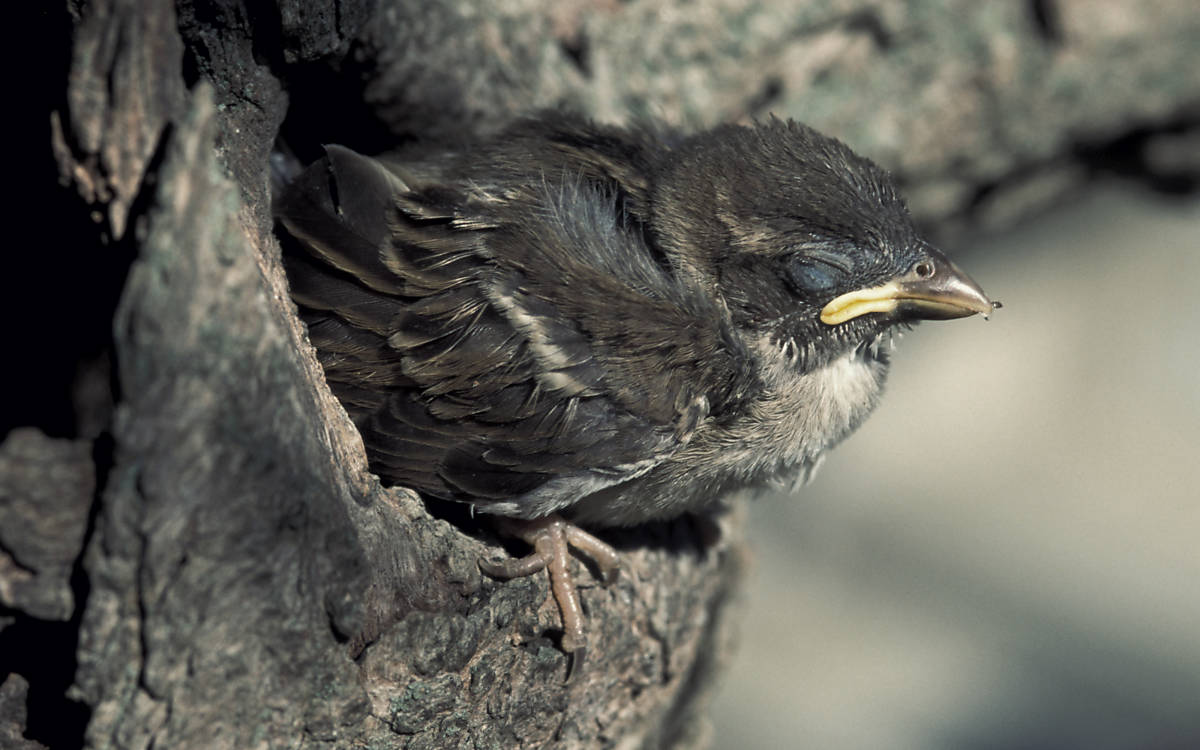 Spatz in Baumspalte.