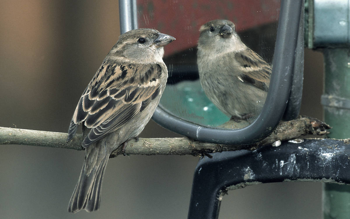 Spatz an einem Spiegel