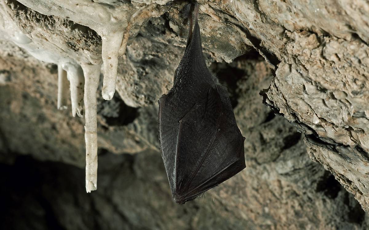 Fledermaus hängend in einer Höhle