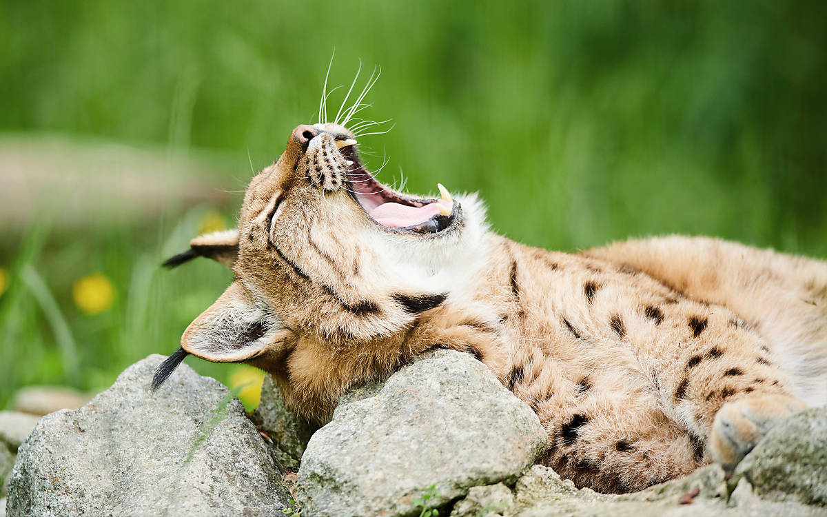 Ein Luchs zeigt sein kräftiges Gebiss. Bei der Jagd kommt es zum Einsatz, um die Beute zu töten.