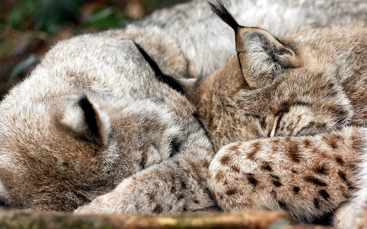 Tagsüber ruhen Luchse. Erst nachts werden sie aktiv und gehen auf die Jagd.