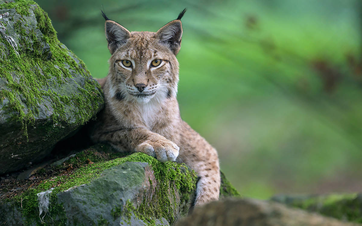 Aufmerksamer Jäger: Mit seinem feinen Gehör und den scharfen Augen kann der Luchs seine Beute auch aus der Ferne ausmachen.