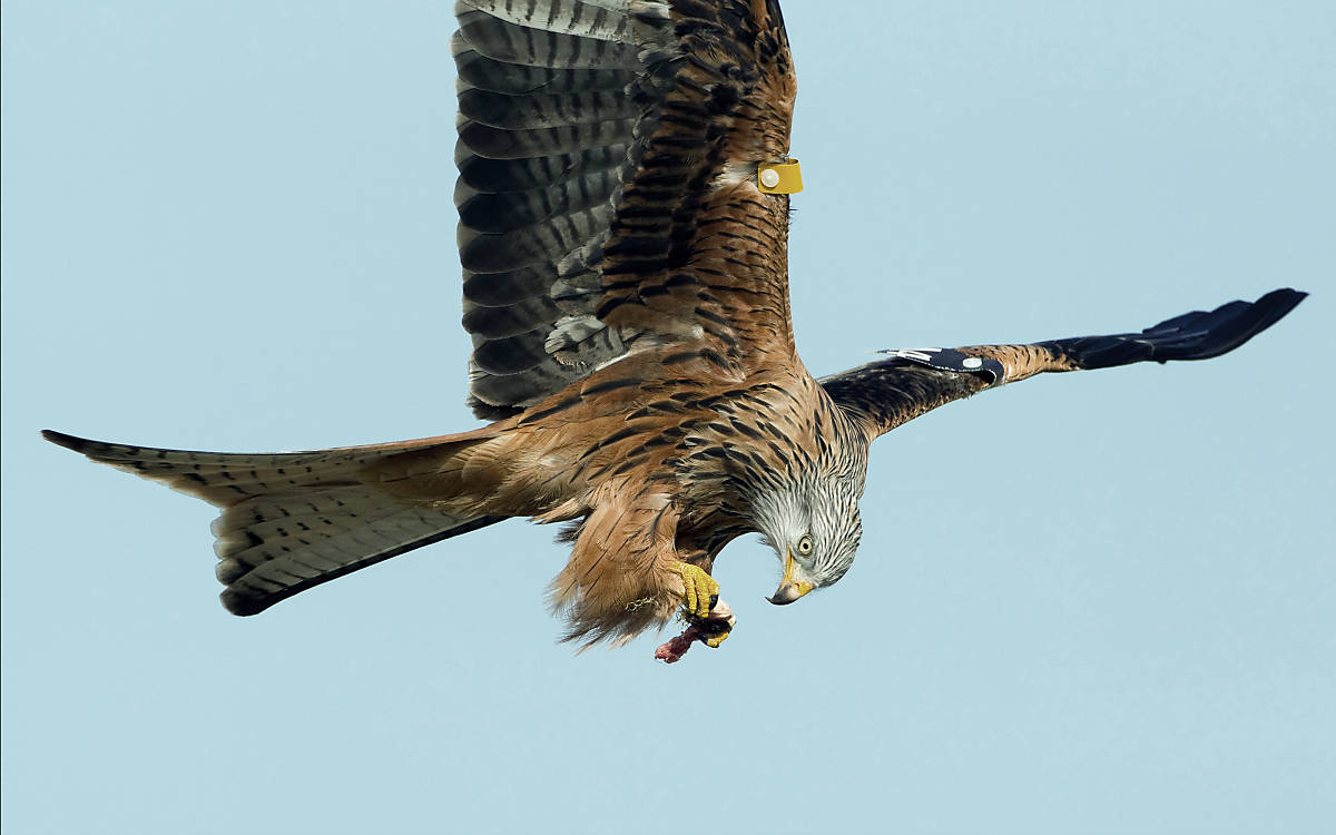 Ein Rotmilan fliegt mit Beute