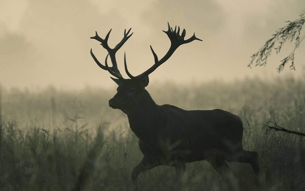 Früher war der Rothirsch im Offenland zu Hause. In die Wälder zog er, weil der Mensch immer mehr Raum für sich beanspruchte.