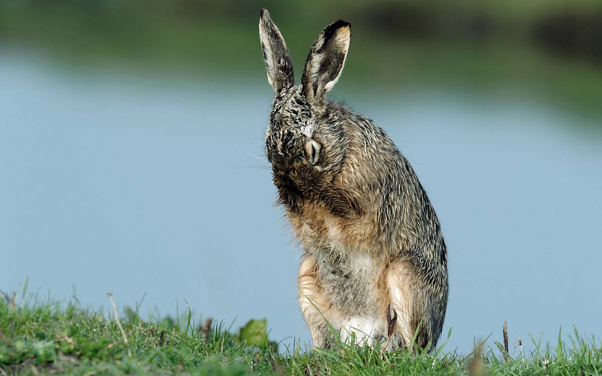 lebensweise_galerie_steckbrief-feldhase-lebensweise-4