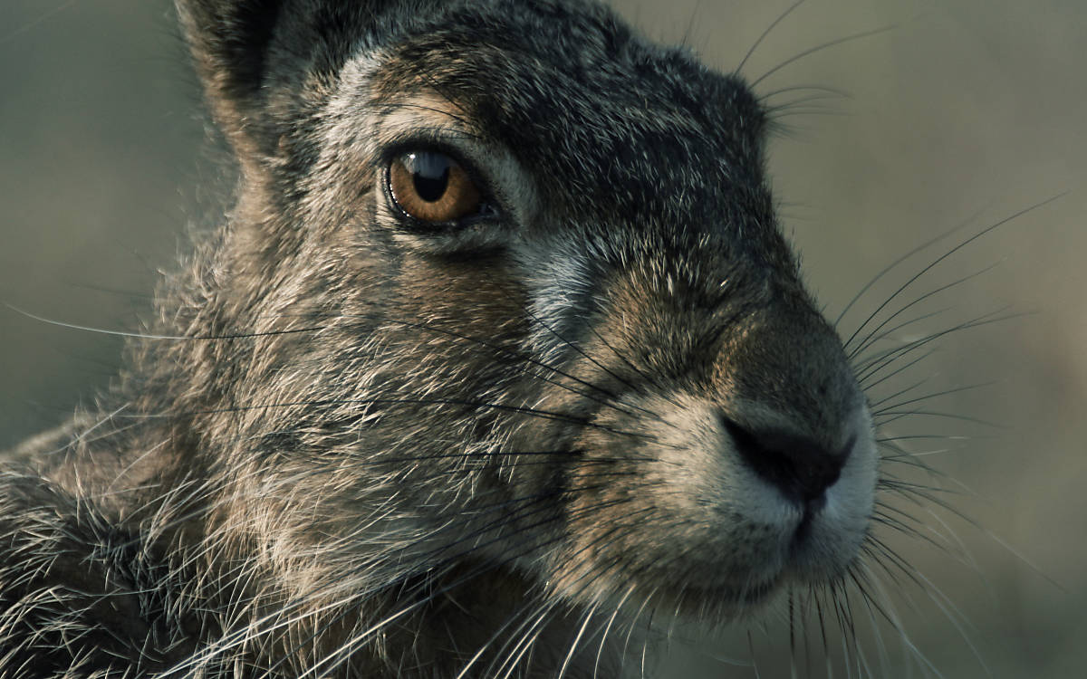 Die Augen des Feldhasen befinden sich seitlich am Kopf
Fotoquelle: Piclease / Mario Müller