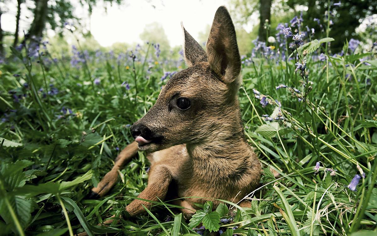 Rehkitz liegend im Gras