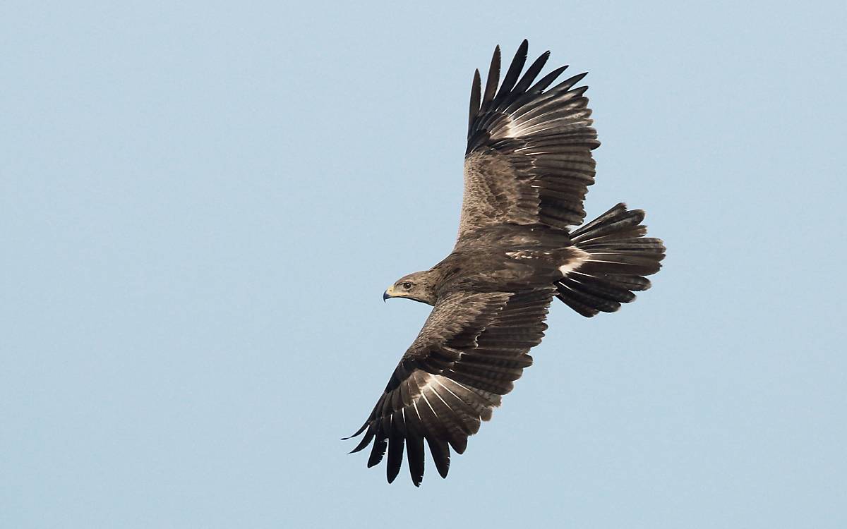 Schreiadler im Flug