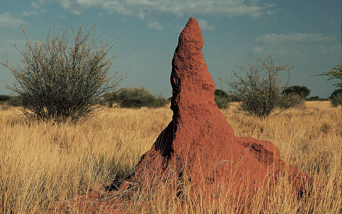 Eine Steppe in Südafrika
