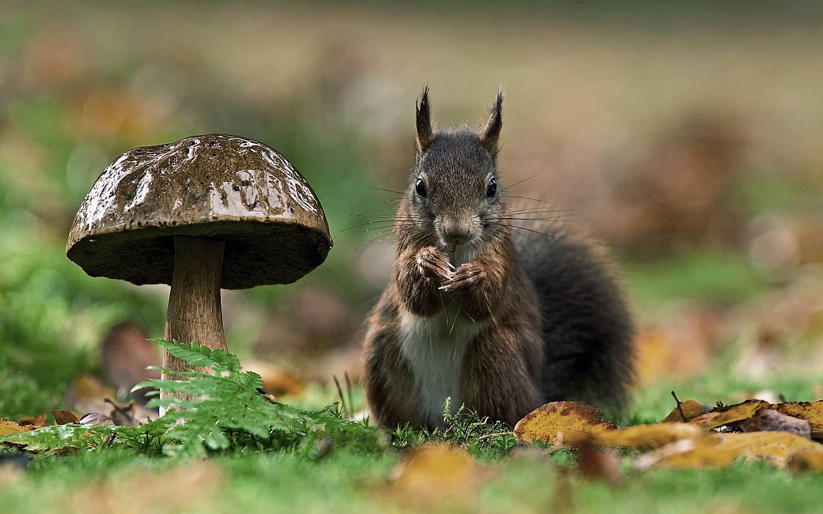 Eichhörnchen sorgen mit nicht aufgebrauchten Nahrungsdepots aus Sämereien für den Waldaufbau
Fotoquelle: ArcoImages / NPL