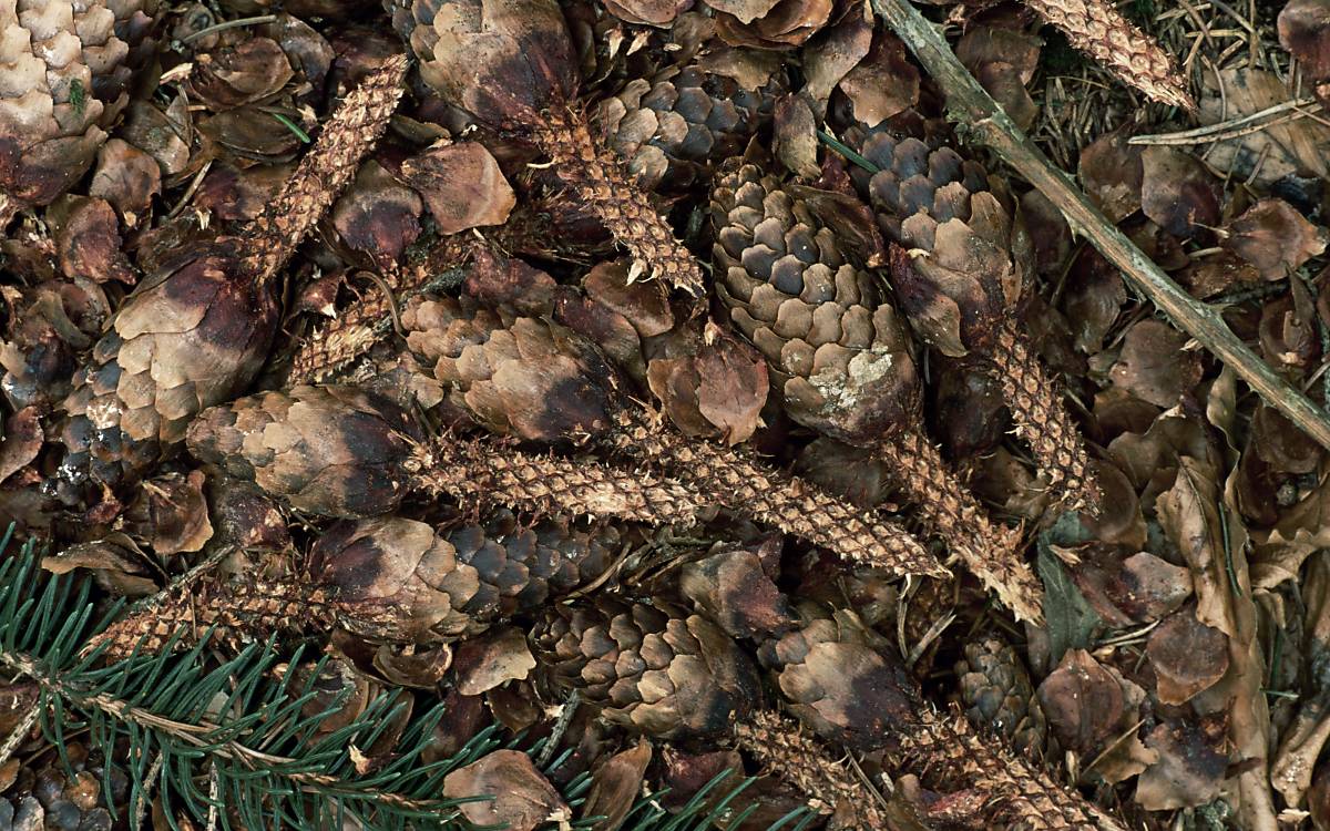 Tannenzapfen auf dem Waldboden
Fotoquelle: ArcoImages / NPL