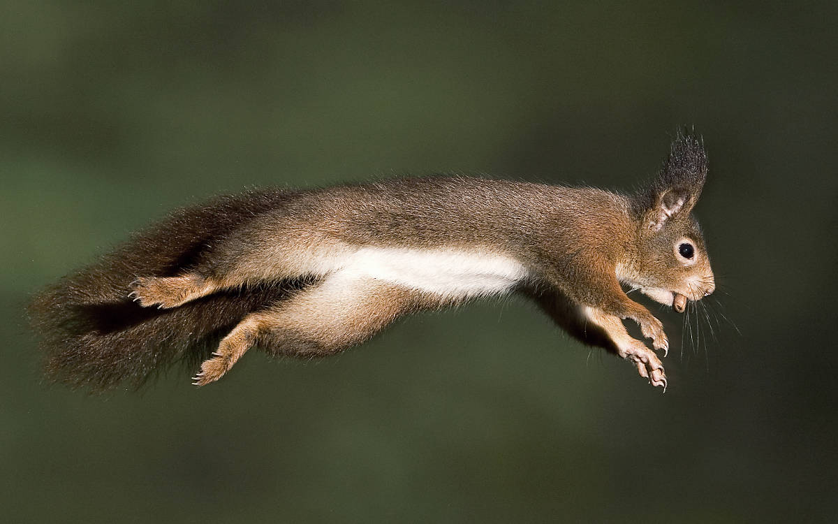 Eichhörnchen springend in der Luft mit Nahrung im Maul. Fotoquelle: Arco Images / Minden Pictures
