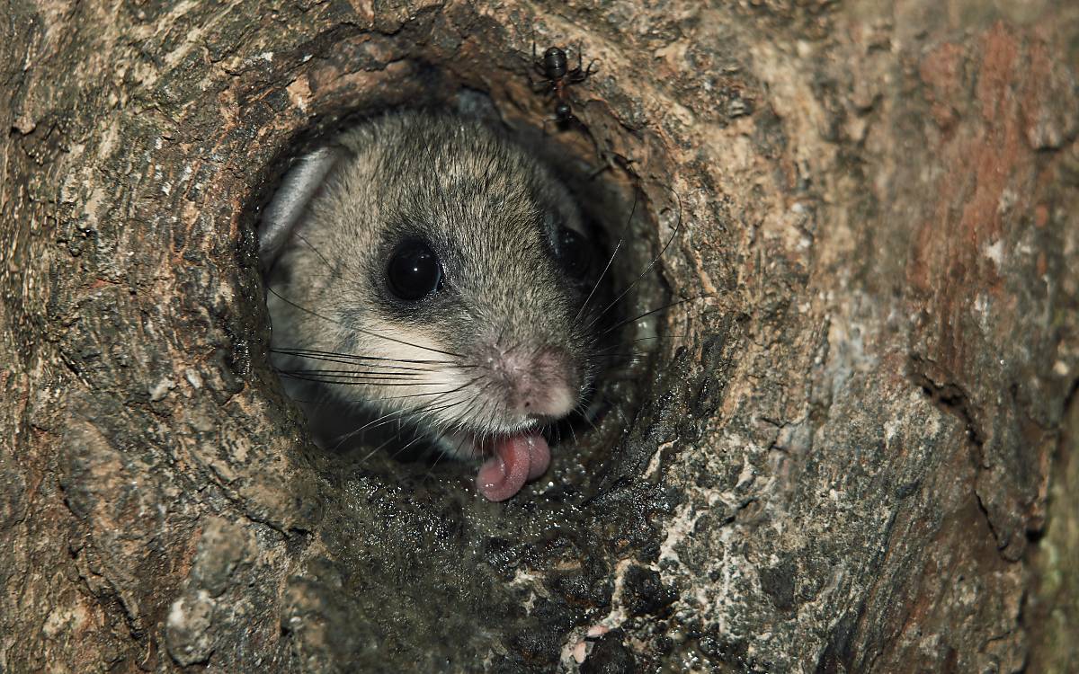 Siebenschläfer nutzen Baumhöhlen als Unterschlupf oder für ihr Nest.
Fotoquelle: ArcoImages / NPL