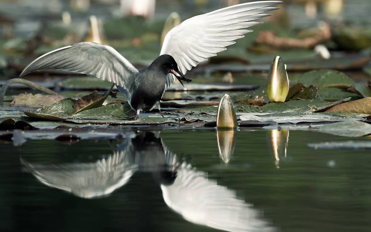 Trauerseeschwalbe auf schwimmender Pflanze