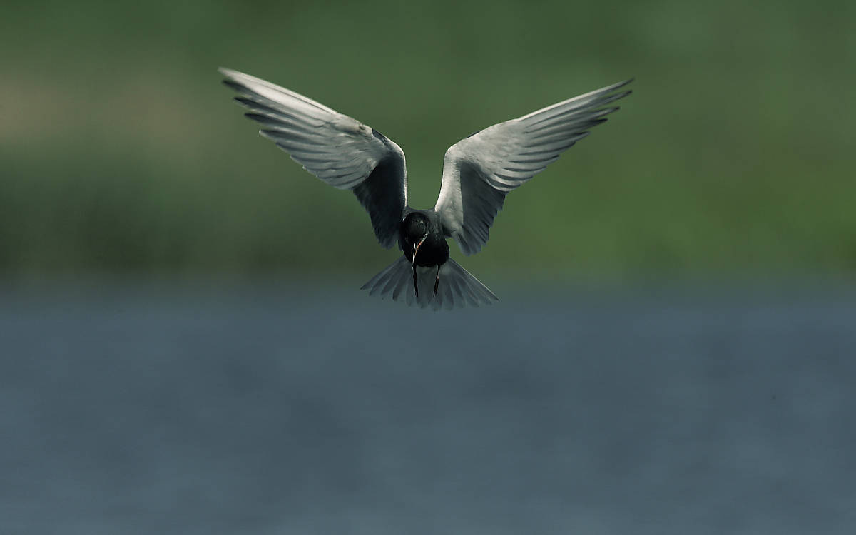 Trauerseeschwalbe im Flug