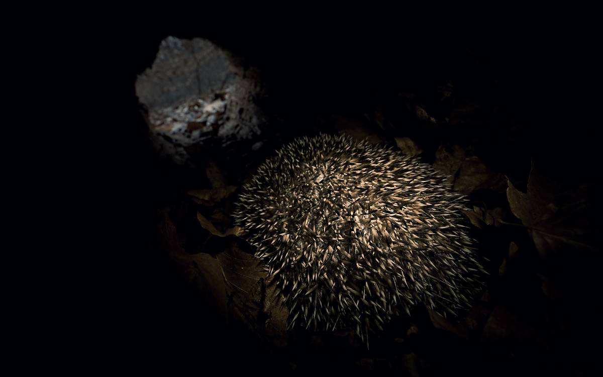 Igel im Winterschlag in seiner Höhle