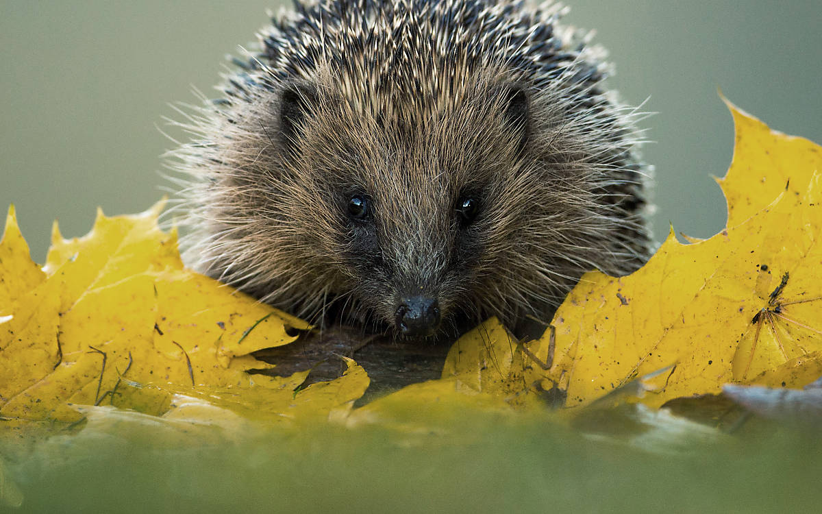 Steckbrief Igel