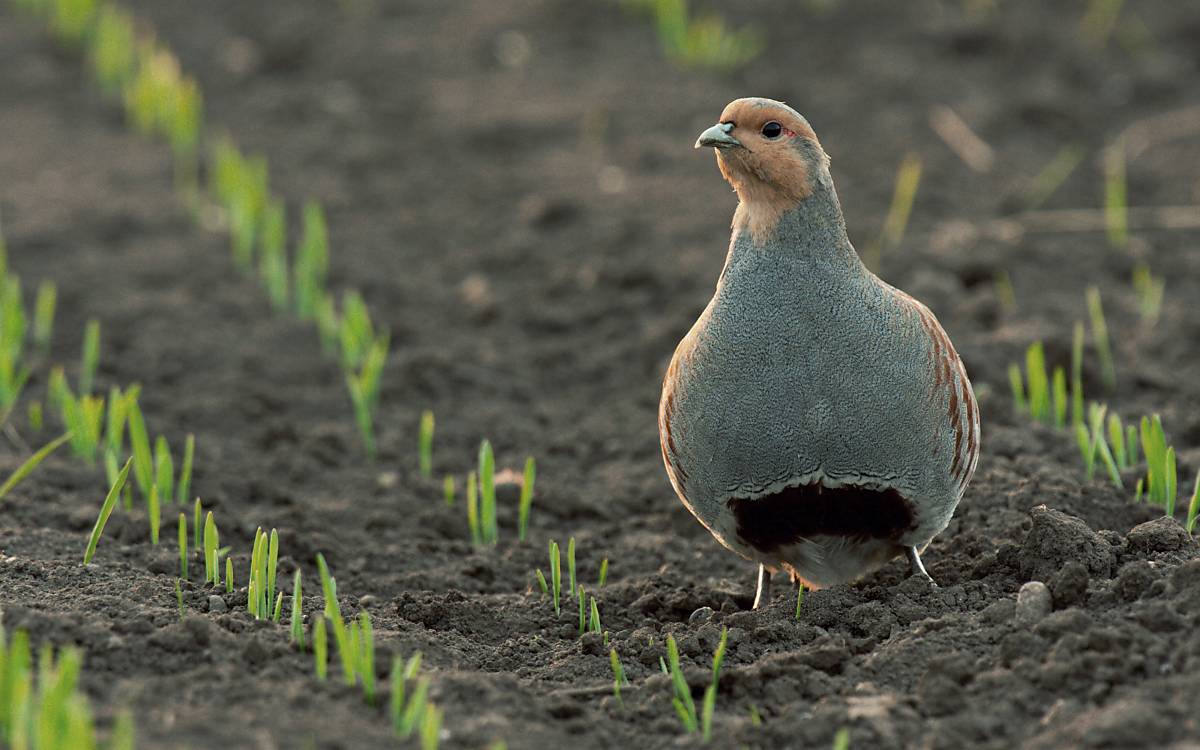 lebensweise_galerie_steckbrief_rebhuhn_lebensweise_galerie