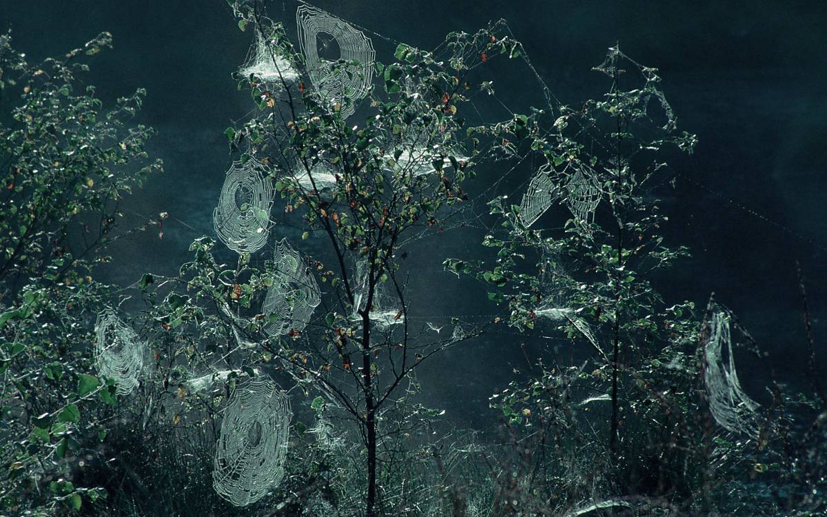 lebensweise_galerie_steckbrief_kreuzspinne-lebensweise_slideshow_3