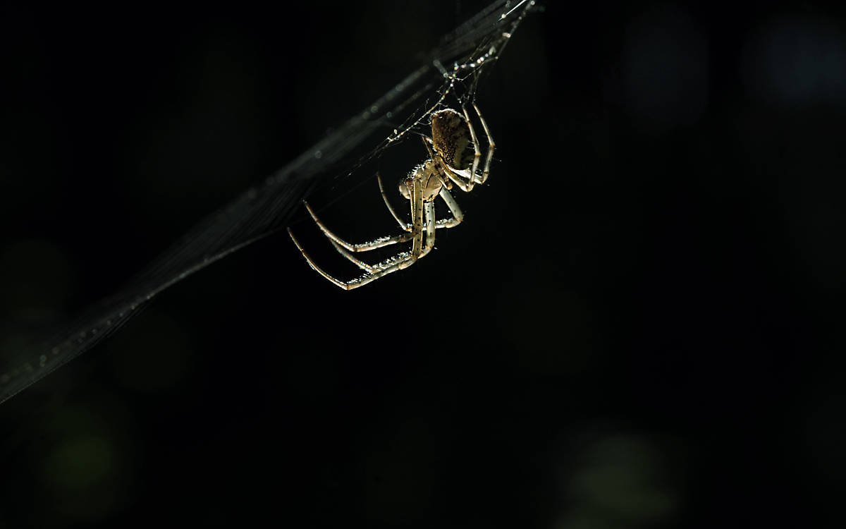 Kreuzspinne