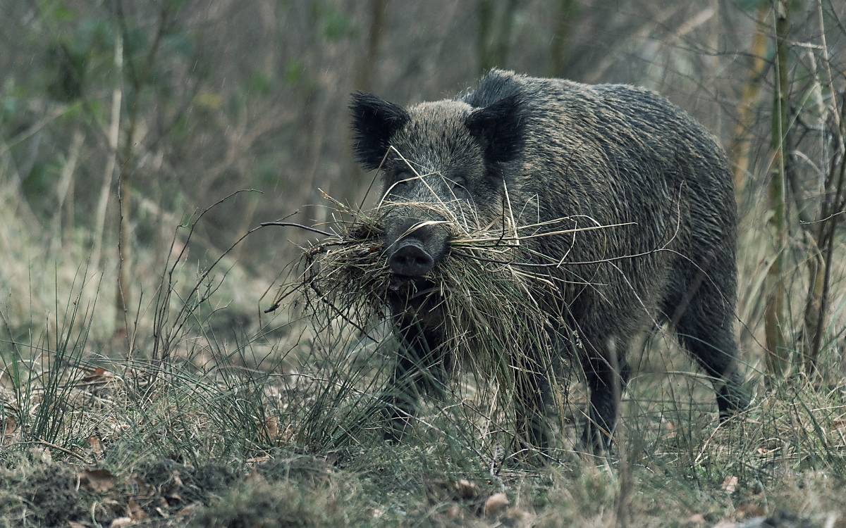 Wildschwein im Wald